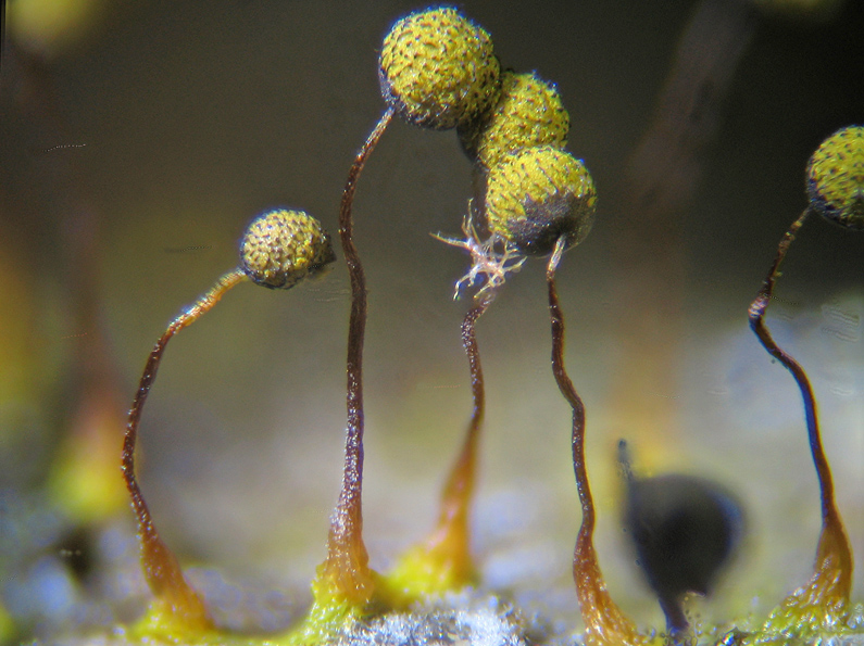 Cribraria (intricata)